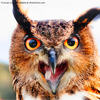 Buy canvas prints of European Eagle Owl by Jules D Truman