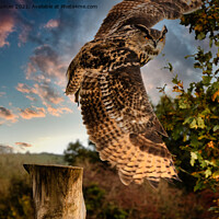 Buy canvas prints of European Eagle Owl in flight by Jules D Truman