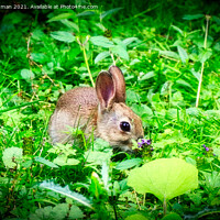 Buy canvas prints of A wild baby rabbit enjoying the flowers by Jules D Truman