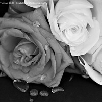 Buy canvas prints of Roses with water droplets in monochrome by Jules D Truman