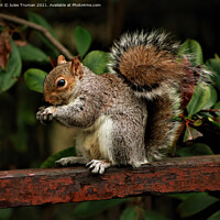 Buy canvas prints of Squirrel eating while sitting on a fence by Jules D Truman
