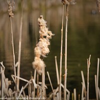 Buy canvas prints of Cotton wool reeds  by Jules D Truman
