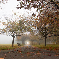 Buy canvas prints of Exercise in Greenwich Park on a very foggy morning by Jules D Truman