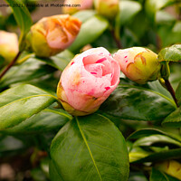 Buy canvas prints of Budding Azalea by Jules D Truman