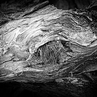 Buy canvas prints of Beauty is in the eye of the beholder - gnarled tree trunk by Jules D Truman
