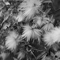 Buy canvas prints of Clematis seeds bnw by Jules D Truman