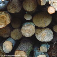 Buy canvas prints of Wooden logs by Michael bryant Tiptopimage