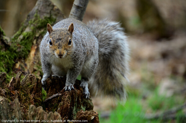 A squirrel standing on a tree Picture Board by Michael bryant Tiptopimage