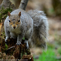 Buy canvas prints of A squirrel standing on a tree by Michael bryant Tiptopimage