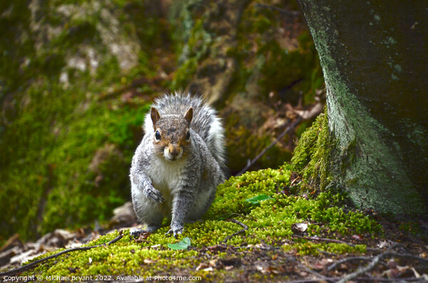 A curious grey squirrel under a tree clacton Picture Board by Michael bryant Tiptopimage