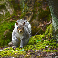 Buy canvas prints of A curious grey squirrel under a tree clacton by Michael bryant Tiptopimage