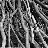Buy canvas prints of Stacked branches  by Michael bryant Tiptopimage