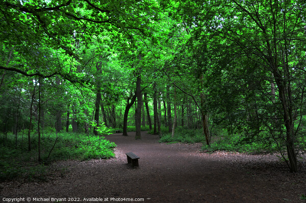 Magic of Highwoods Woodland Walk Picture Board by Michael bryant Tiptopimage