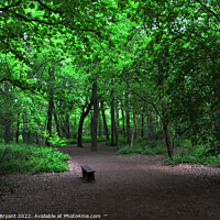 Buy canvas prints of Magic of Highwoods Woodland Walk by Michael bryant Tiptopimage
