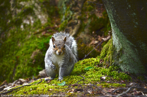 A squirrel sitting at the base of a tree Picture Board by Michael bryant Tiptopimage