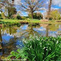 Buy canvas prints of Beth chatto gardens by Michael bryant Tiptopimage