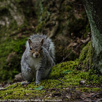 Buy canvas prints of A squirrel in a forest by Michael bryant Tiptopimage