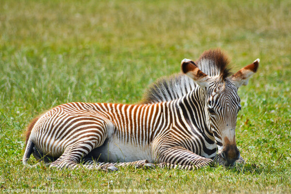 A zebra resting in the afternoon sun Picture Board by Michael bryant Tiptopimage