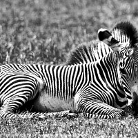 Buy canvas prints of A zebra relaxing in a grass covered field by Michael bryant Tiptopimage