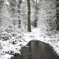 Buy canvas prints of snow in pudsey woods clacton by Michael bryant Tiptopimage