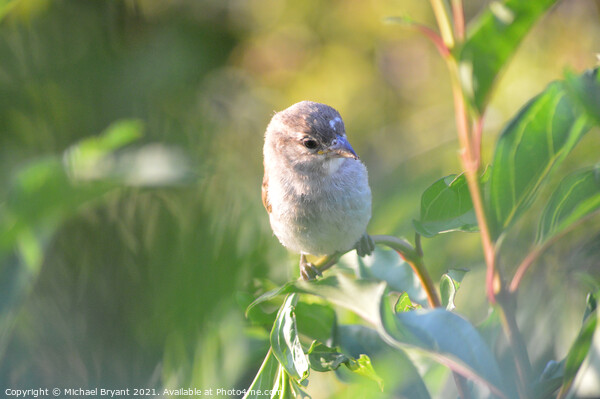 A sparrow pearched on a branch Picture Board by Michael bryant Tiptopimage