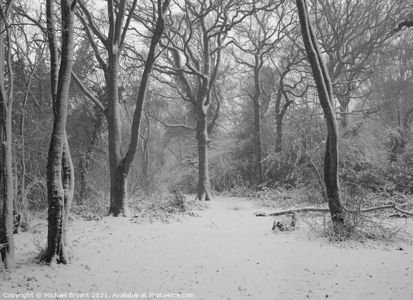 snow in pudsey forest in clacton Picture Board by Michael bryant Tiptopimage