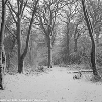 Buy canvas prints of snow in pudsey forest in clacton by Michael bryant Tiptopimage