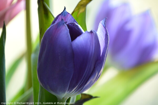 Purple tulip Picture Board by Michael bryant Tiptopimage