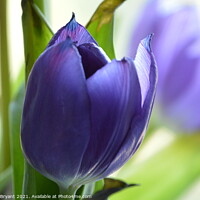 Buy canvas prints of Purple tulip by Michael bryant Tiptopimage