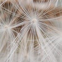 Buy canvas prints of Dandelion Seeds  by Mark Ritson