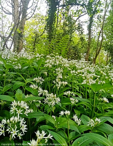 Wild Garlic and Bracken  Picture Board by Mark Ritson