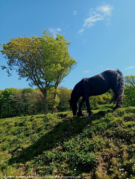 Horse in the Meadow  Picture Board by Mark Ritson