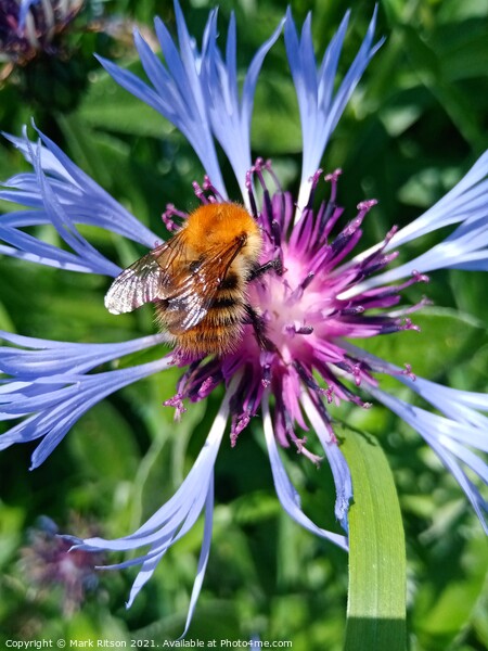 As busy as a summer Bee  Picture Board by Mark Ritson