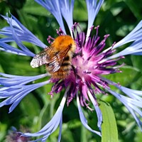 Buy canvas prints of As busy as a summer Bee  by Mark Ritson