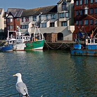 Buy canvas prints of The Seagull  by Mark Ritson