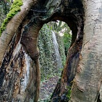 Buy canvas prints of Hollow Tree Waterfall Abstract by Mark Ritson
