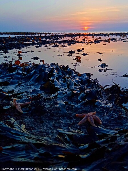 Starfish at Sunset  Picture Board by Mark Ritson