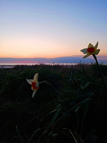 Narcissus at Sunset Picture Board by Mark Ritson