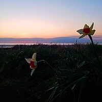 Buy canvas prints of Narcissus at Sunset by Mark Ritson