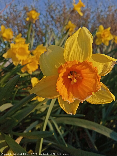 Narcissus Spring Time Flowes Picture Board by Mark Ritson
