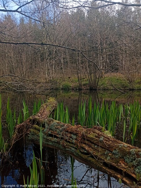 A Pond in the Woods  Picture Board by Mark Ritson