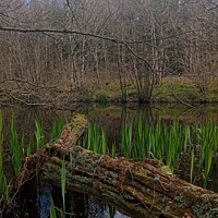 Buy canvas prints of A Pond in the Woods  by Mark Ritson
