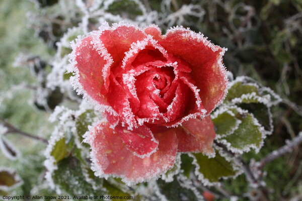 Frosted Rose Picture Board by Allan Snow
