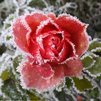 Buy canvas prints of Frosted Rose by Allan Snow