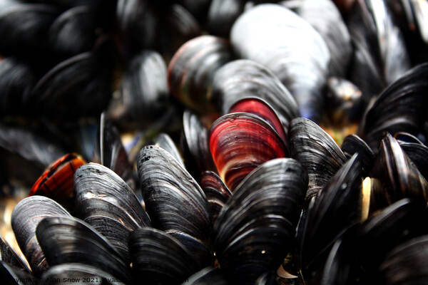 Red and Black Mussels Picture Board by Allan Snow