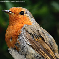 Buy canvas prints of Portrait of a Robin by Allan Snow