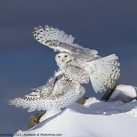 Buy canvas prints of Snowy Owl takes Flight by Jim Cumming
