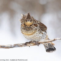 Buy canvas prints of Ruffed Grouse on branch by Jim Cumming
