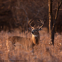 Buy canvas prints of White-tailed buck in the morning light by Jim Cumming