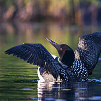 Buy canvas prints of Common loon greets the morning by Jim Cumming